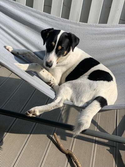 Auslandstierschutz-Beitrag-Bild