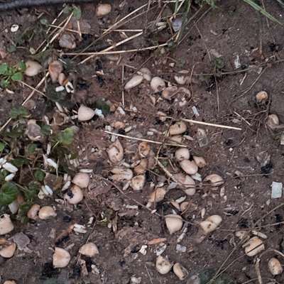 Giftköder-Giftköder-Bild