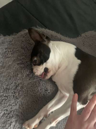 Dogorama Photo Challenge - Einmal lächeln bitte-Beitrag-Bild