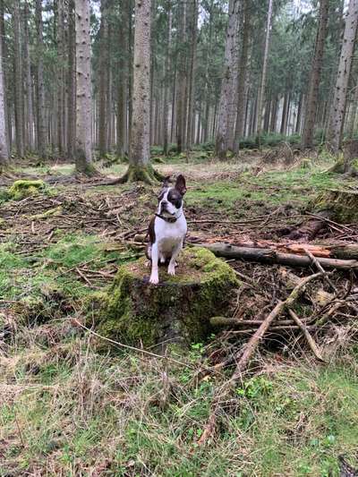 Dogorama Photo Challenge - Mein Holz und ich-Beitrag-Bild