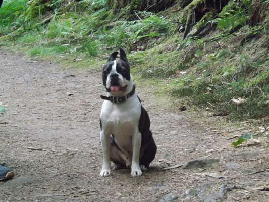 Wie heißt dein Hund?-Beitrag-Bild