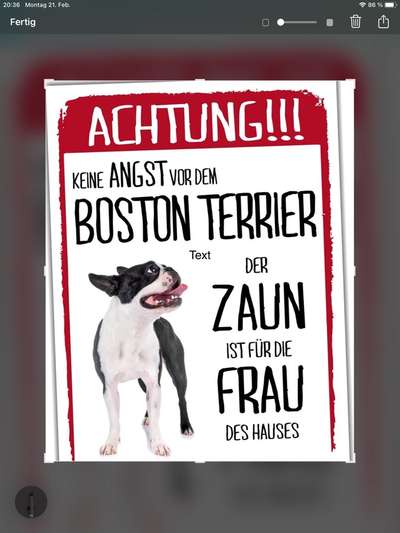 Hundesprüche-Beitrag-Bild