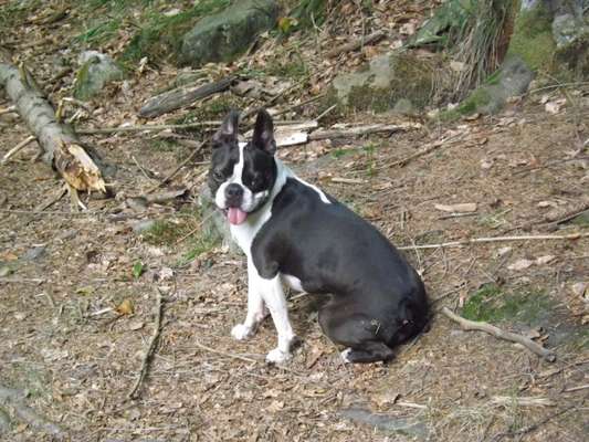 Boston Terrier Liebhaber❤️-Beitrag-Bild