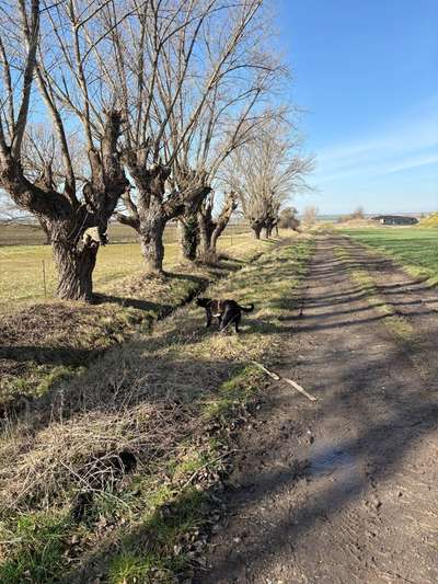 Hundeauslaufgebiet-Rotergraben-Bild