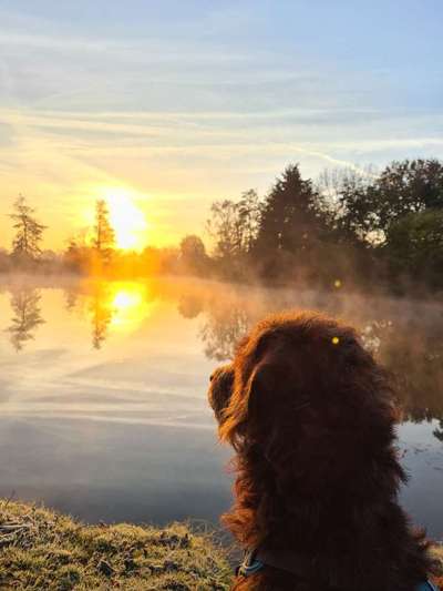 Dogorama Photo Challenge - schönster Gassiausblick-Beitrag-Bild