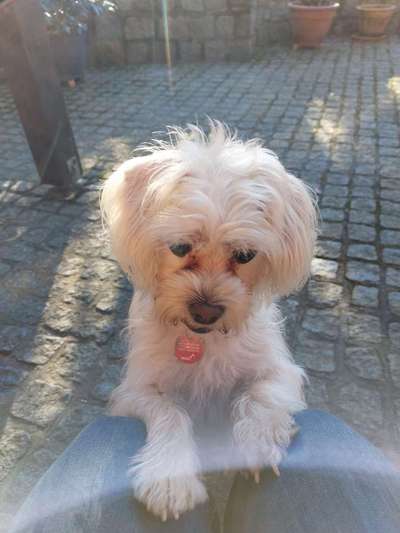 Yorkshire Terrier-Beitrag-Bild