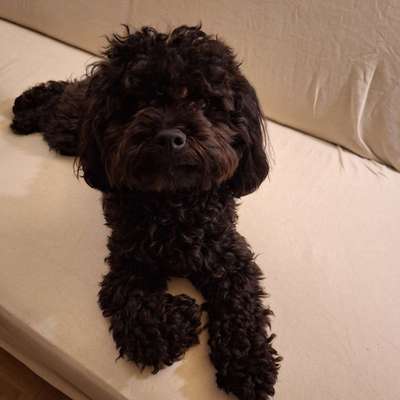 Dodo's Profilbild