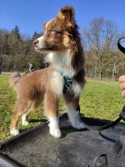 Die Dogorama Kalender Challenge Teil 3/4-Beitrag-Bild