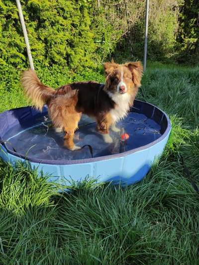 Dogorama-Monats-Challenge-Mai "Wasser"-Beitrag-Bild