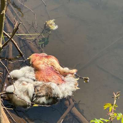 Giftköder-Tote Katze in Bach gefunden-Bild