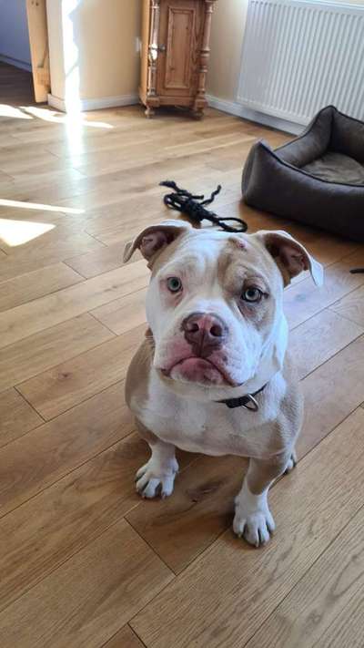 Olde English Bulldogge-Beitrag-Bild