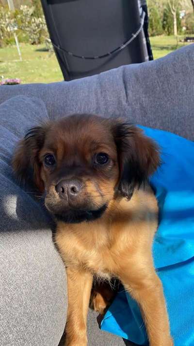 Cavalier King Charles Spaniel?-Beitrag-Bild