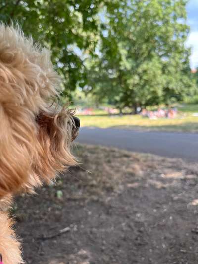 Hovawart-Beitrag-Bild