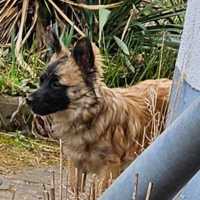 Hundetreffen-Spieltreffen-Bild