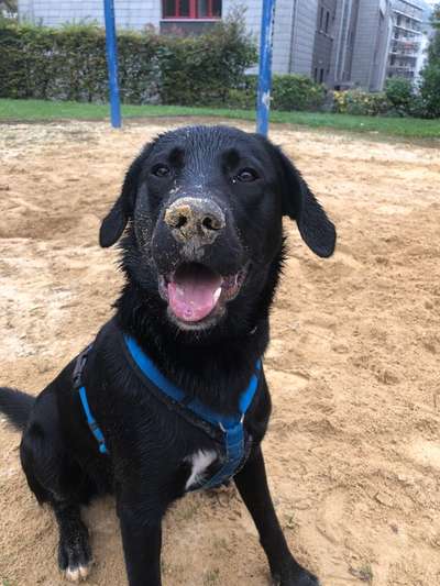 Hundetreffen-Hunde spiel treffen-Bild