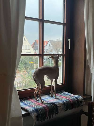 Windhunde - Treffen der besonderen Schönheiten
HERZLICH WILLKOMMEN-Beitrag-Bild