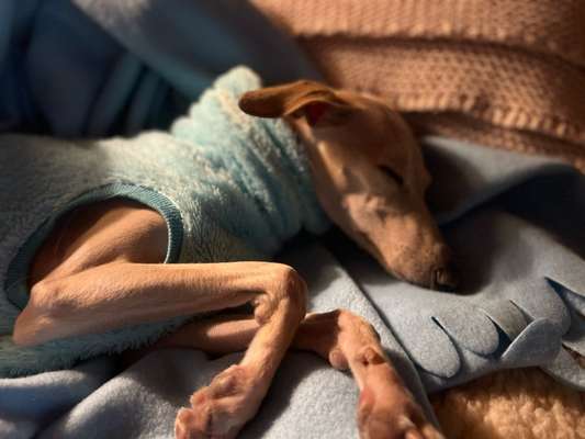 Windhunde - Treffen der besonderen Schönheiten
HERZLICH WILLKOMMEN-Beitrag-Bild