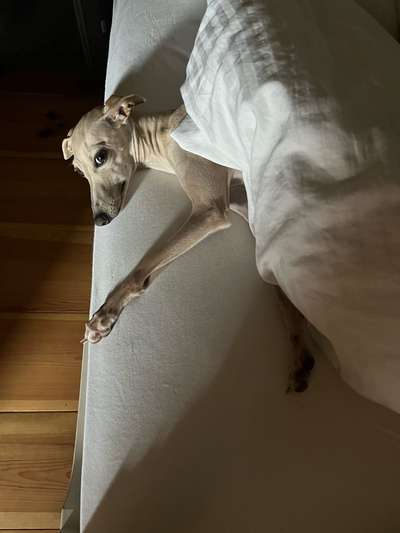 Windhunde - Treffen der besonderen Schönheiten
HERZLICH WILLKOMMEN-Beitrag-Bild