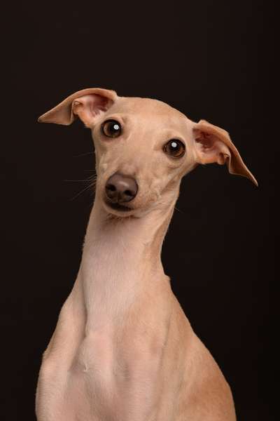 Windhunde - Treffen der besonderen Schönheiten
HERZLICH WILLKOMMEN-Beitrag-Bild