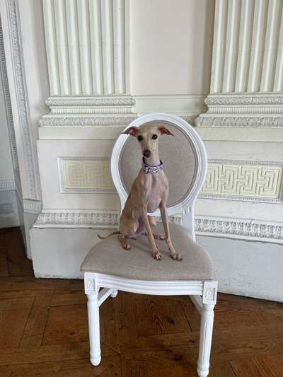 Windhunde - Treffen der besonderen Schönheiten
HERZLICH WILLKOMMEN-Beitrag-Bild