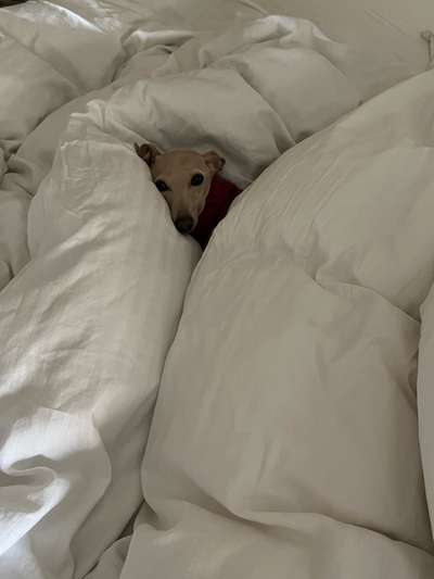 Windhunde - Treffen der besonderen Schönheiten
HERZLICH WILLKOMMEN-Beitrag-Bild