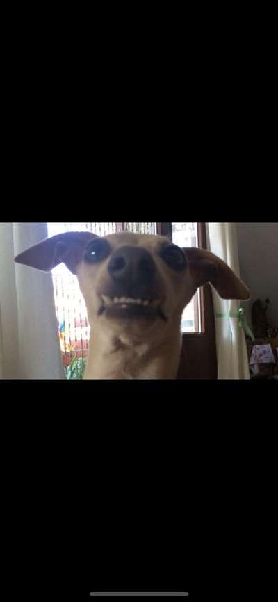 Hunde Memes-Beitrag-Bild