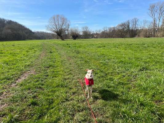Windhunde - Treffen der besonderen Schönheiten
HERZLICH WILLKOMMEN-Beitrag-Bild