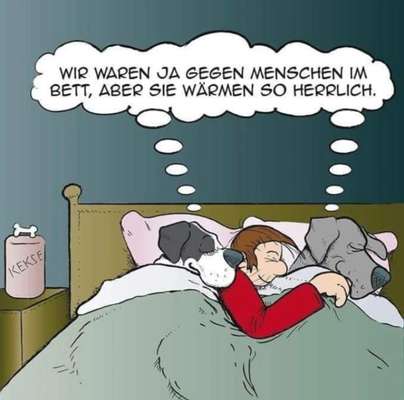 Hunde Memes-Beitrag-Bild