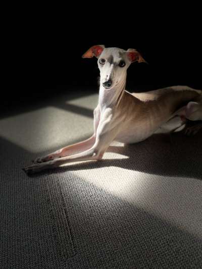 Windhunde - Treffen der besonderen Schönheiten
HERZLICH WILLKOMMEN-Beitrag-Bild