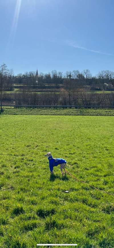 Windhunde - Treffen der besonderen Schönheiten
HERZLICH WILLKOMMEN-Beitrag-Bild