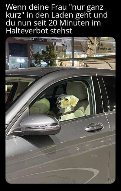 Hunde Memes-Beitrag-Bild