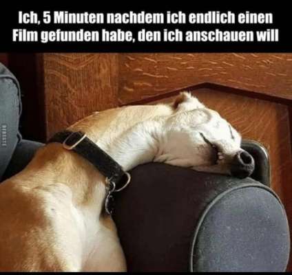 Hunde Memes-Beitrag-Bild