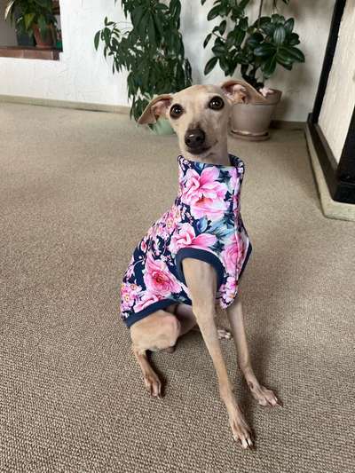 Windhunde - Treffen der besonderen Schönheiten
HERZLICH WILLKOMMEN-Beitrag-Bild