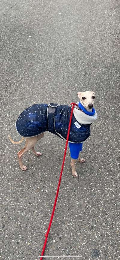 Windhunde - Treffen der besonderen Schönheiten
HERZLICH WILLKOMMEN-Beitrag-Bild