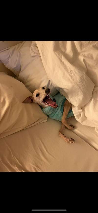 20. Collagen Challenge - "Lustige Schnappschüsse"-Beitrag-Bild