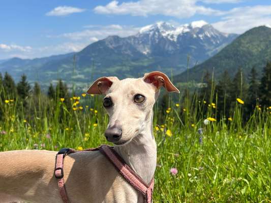 Windhunde - Treffen der besonderen Schönheiten
HERZLICH WILLKOMMEN-Beitrag-Bild