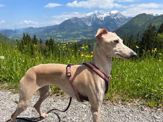 Windhunde - Treffen der besonderen Schönheiten
HERZLICH WILLKOMMEN-Beitrag-Bild