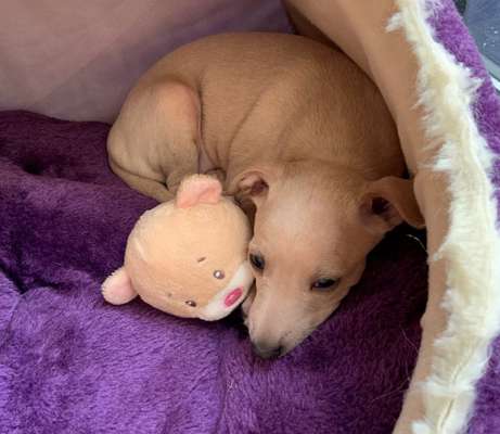 Windhunde - Treffen der besonderen Schönheiten
HERZLICH WILLKOMMEN-Beitrag-Bild