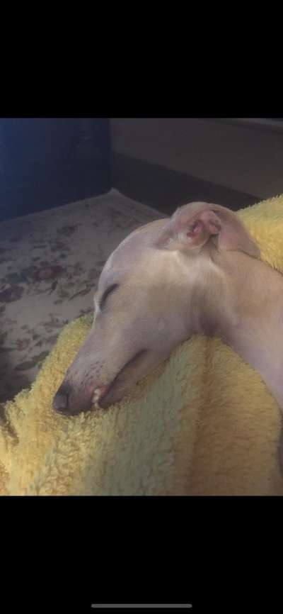 Windhunde - Treffen der besonderen Schönheiten
HERZLICH WILLKOMMEN-Beitrag-Bild