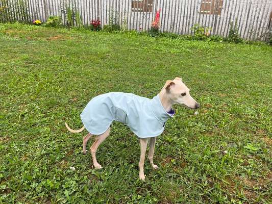 Windhunde - Treffen der besonderen Schönheiten
HERZLICH WILLKOMMEN-Beitrag-Bild