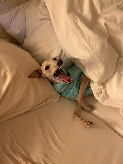 Windhunde - Treffen der besonderen Schönheiten
HERZLICH WILLKOMMEN-Beitrag-Bild