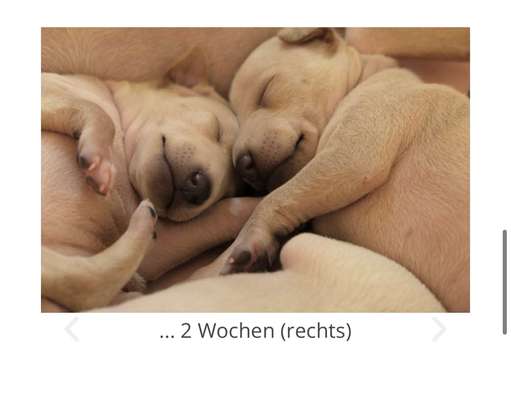 Windhunde - Treffen der besonderen Schönheiten
HERZLICH WILLKOMMEN-Beitrag-Bild