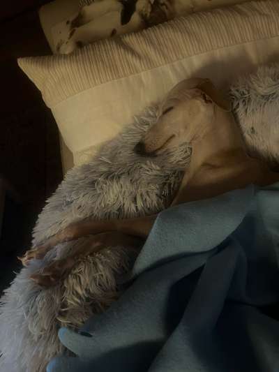 Windhunde - Treffen der besonderen Schönheiten
HERZLICH WILLKOMMEN-Beitrag-Bild