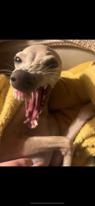 20. Collagen Challenge - "Lustige Schnappschüsse"-Beitrag-Bild