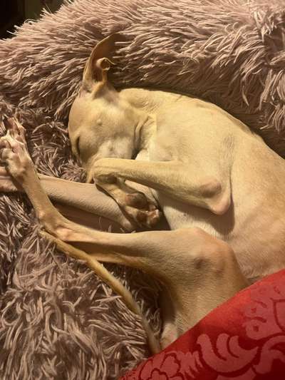 Windhunde - Treffen der besonderen Schönheiten
HERZLICH WILLKOMMEN-Beitrag-Bild