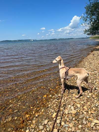 Windhunde - Treffen der besonderen Schönheiten
HERZLICH WILLKOMMEN-Beitrag-Bild