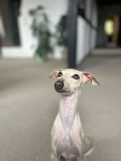 Windhunde - Treffen der besonderen Schönheiten
HERZLICH WILLKOMMEN-Beitrag-Bild