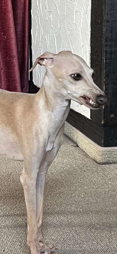 20. Collagen Challenge - "Lustige Schnappschüsse"-Beitrag-Bild