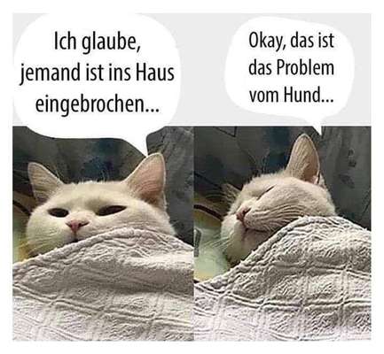 Hunde Memes-Beitrag-Bild