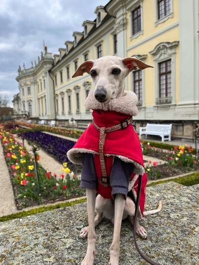 Windhunde - Treffen der besonderen Schönheiten
HERZLICH WILLKOMMEN-Beitrag-Bild